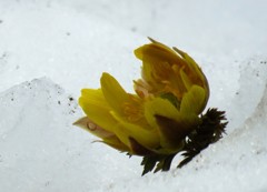 雪に埋もれて