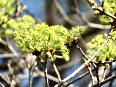 イタヤカエデの花