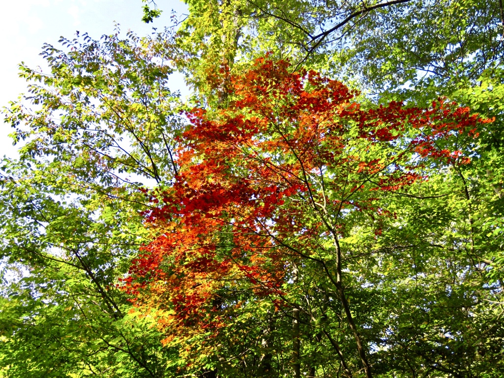 散歩で見かけた紅葉5