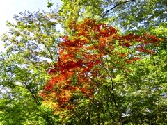 散歩で見かけた紅葉5
