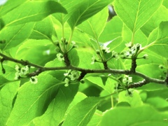 ウメモドキの花