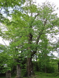 巨樹