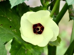 オクラの花
