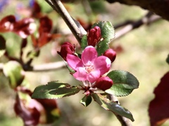 クラブアップルの花