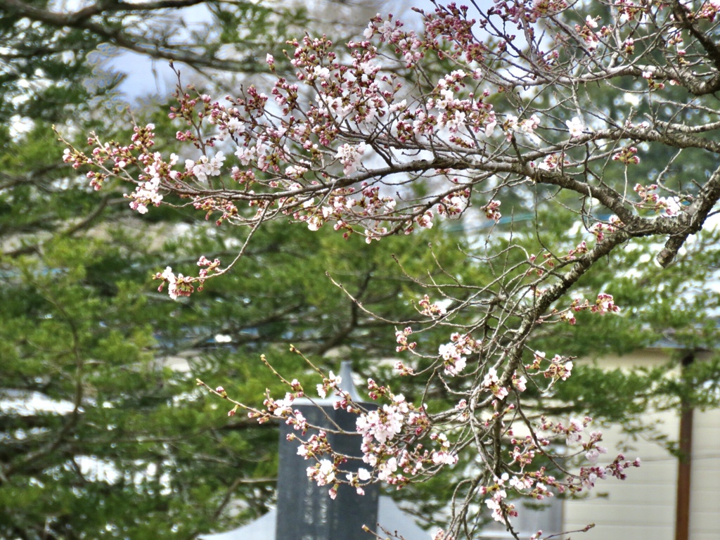だいぶ咲いてきた