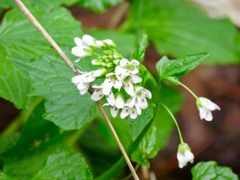 葉ワサビの花