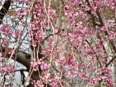 こちらも開花