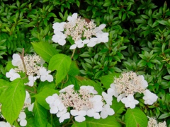 紫陽花2