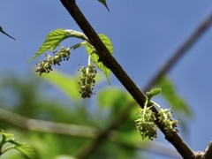 山桑の花