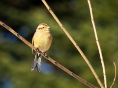 ホオジロ♀