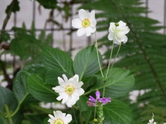 庭の秋明菊