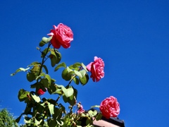 青空と薔薇