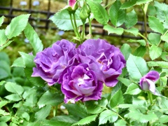 庭の薔薇3