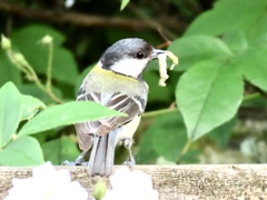 子育て