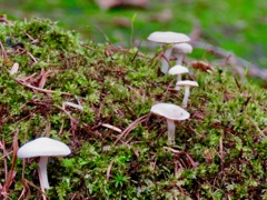 真っ白いキノコ