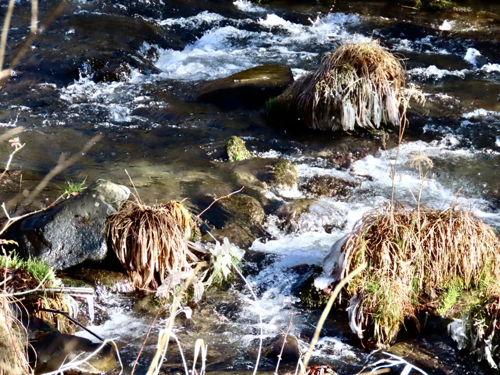 湯川の冬の風物詩⑨