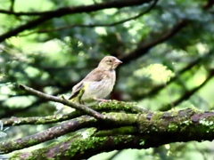 この鳥は？