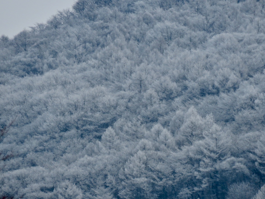 離山の霧氷3