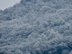 離山の霧氷3