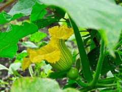 カボチャの花