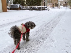 今朝の雪5