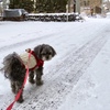 今朝の雪5