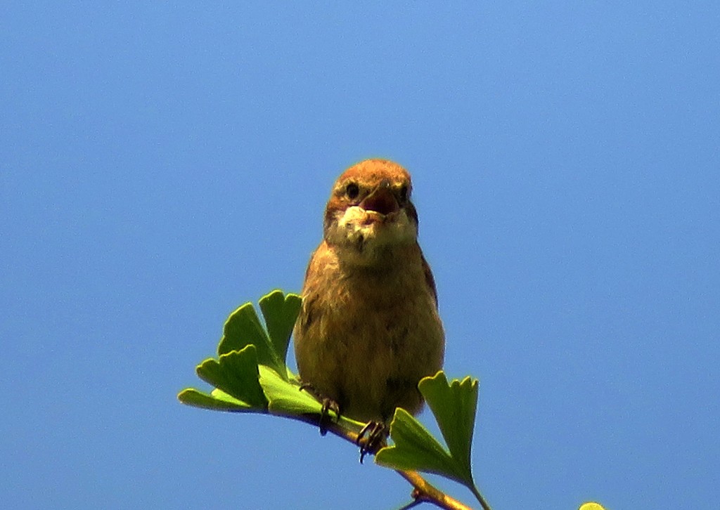 モズの高鳴き