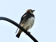 夏鳥