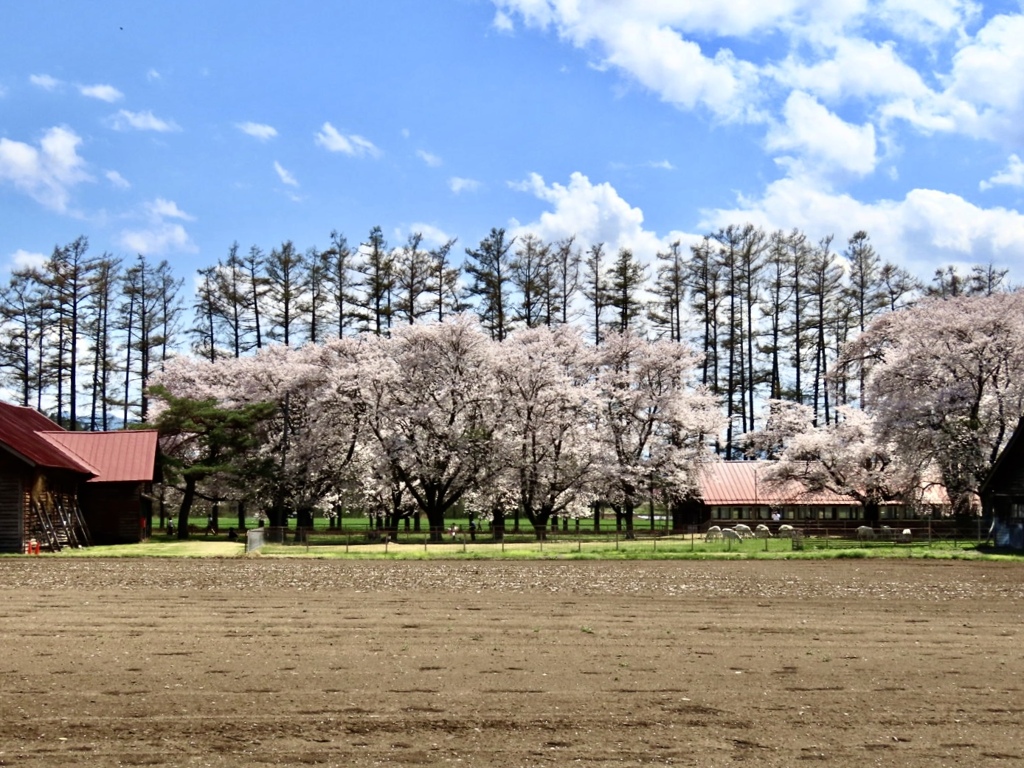 桜満開7