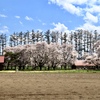 桜満開7
