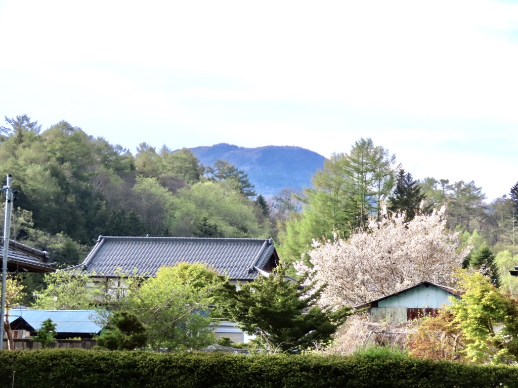 ヤマザクラ