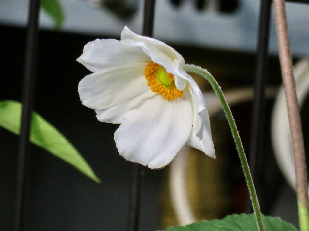 秋明菊　白花