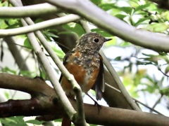 ジョウビタキ若鳥2