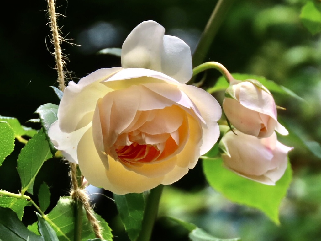 デッキの薔薇