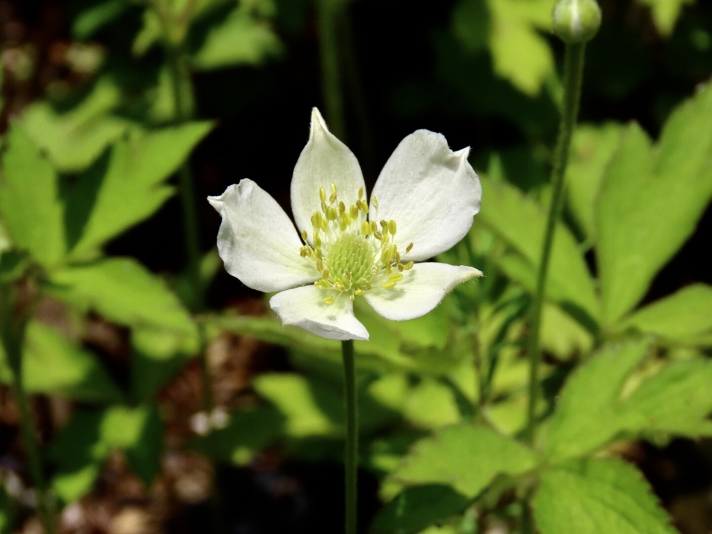 庭で開花