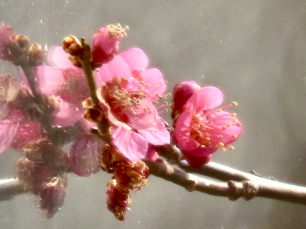 紅梅開花②