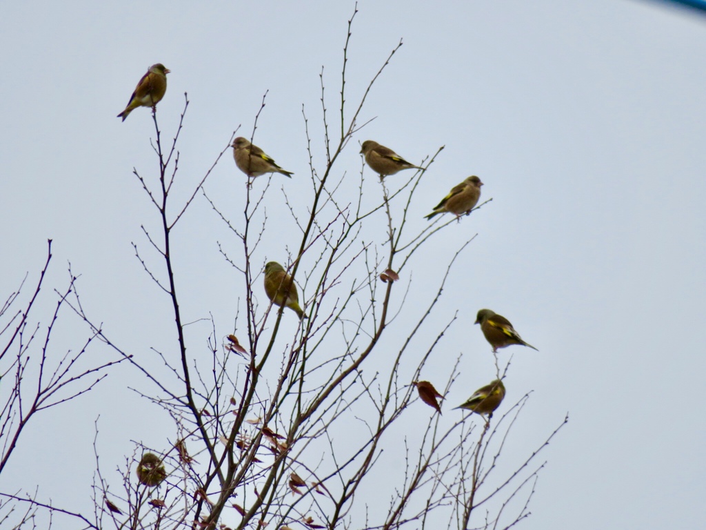 鳥納め5