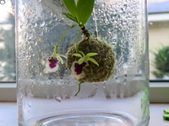 bottled orchid2