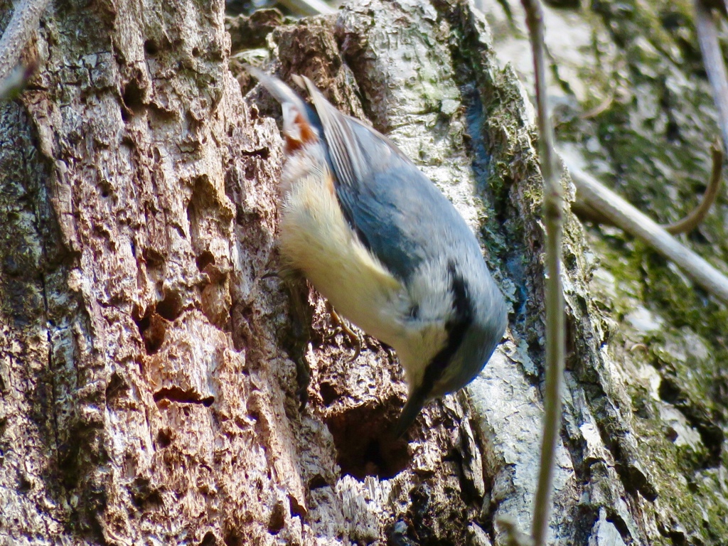 今朝の野鳥達1