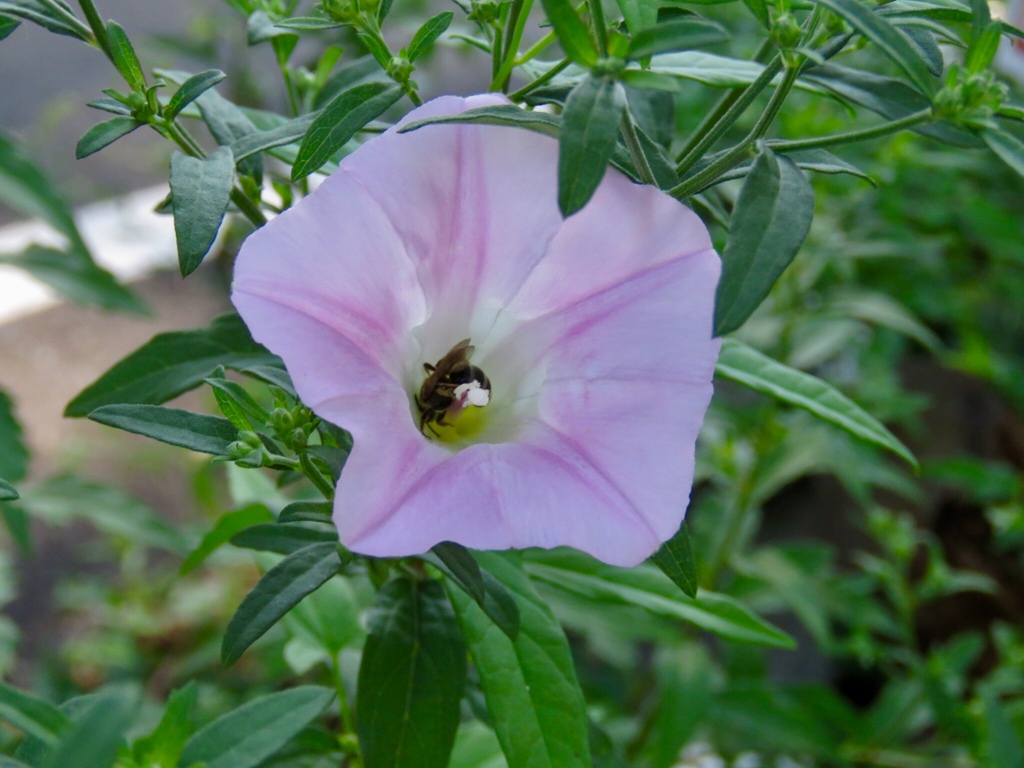 昼顔に蜂