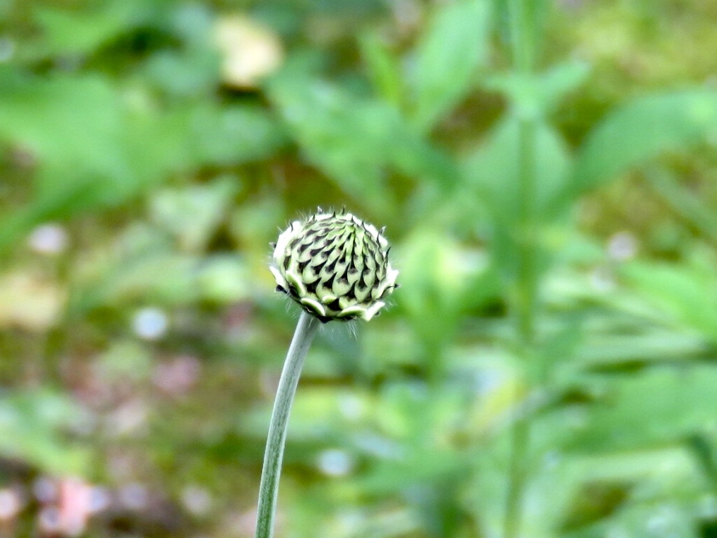 スカビオサの蕾