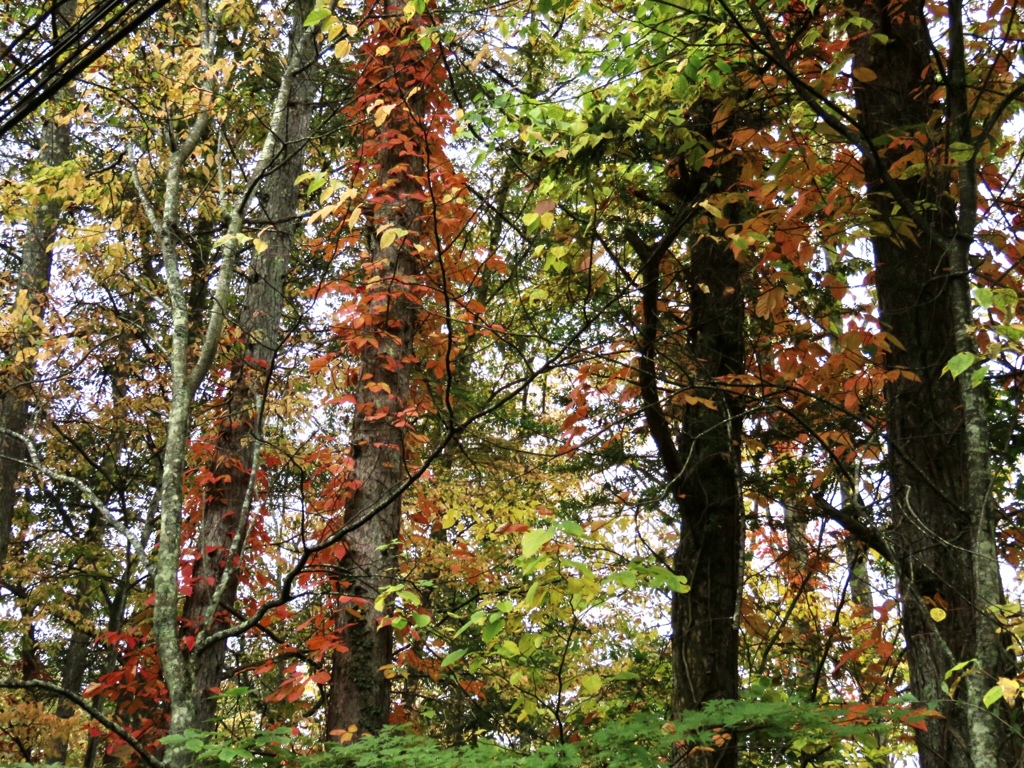 近所の紅葉6