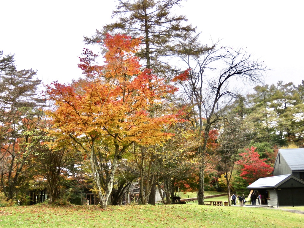 トンボの湯前の紅葉
