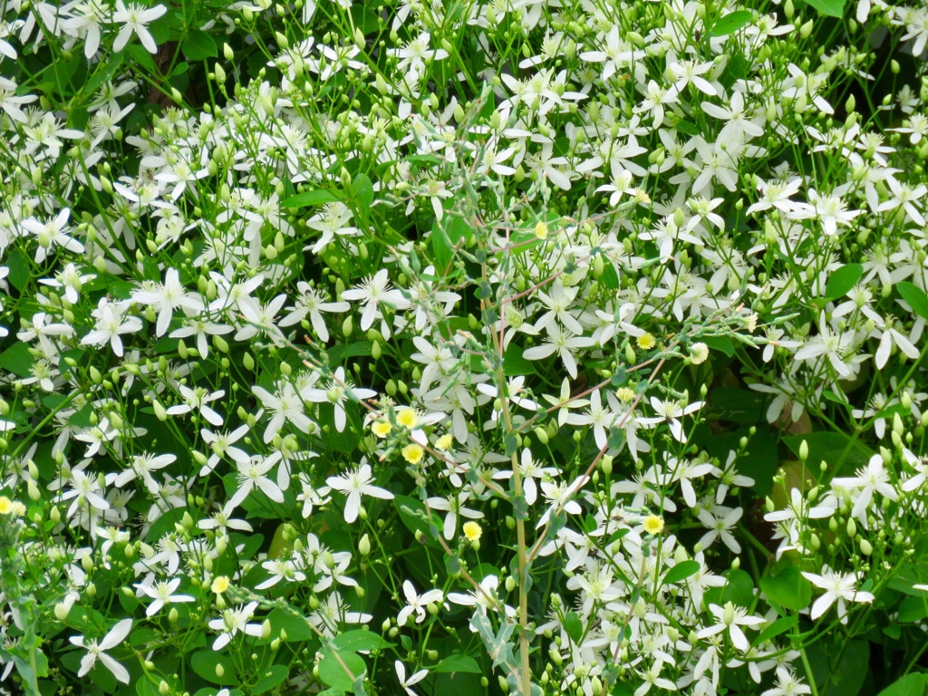 センニンソウの花