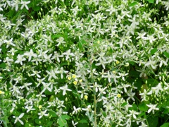 センニンソウの花