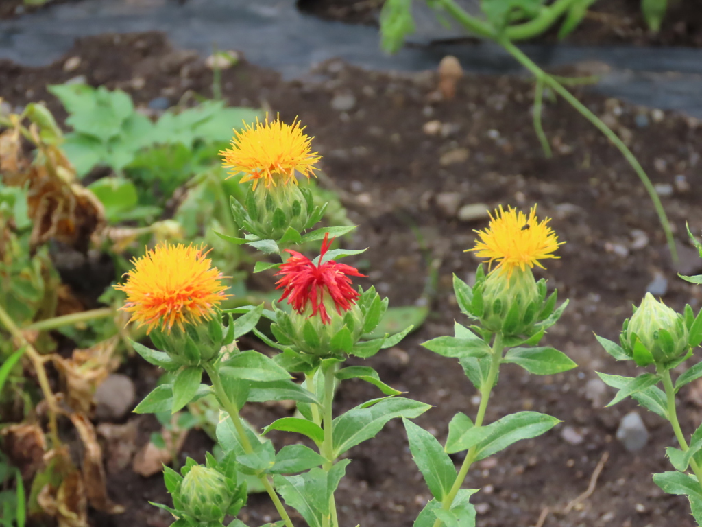 紅花の変化