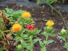 紅花の変化