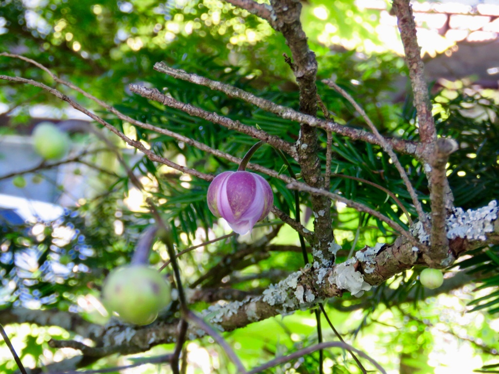 咲きかけの蕾