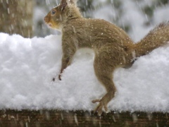 雪を楽しむ