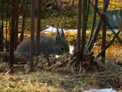 貯食を探す